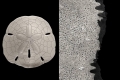 process_01
